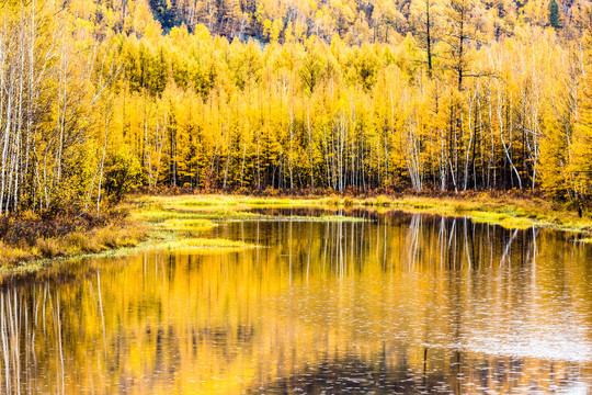 秋季金色森林湖泊白桦林倒影