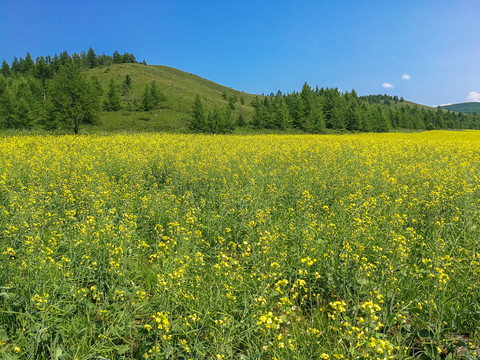 大兴安岭油菜种植