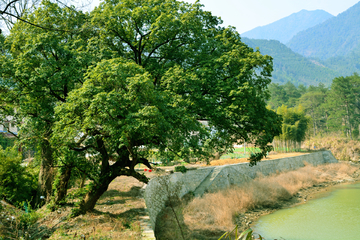 乡村河畔风景