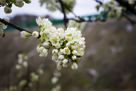 李子花