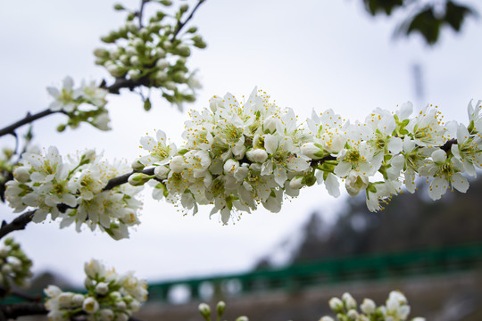 李子花