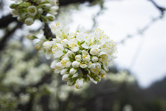 李子花