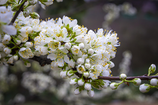 李子花