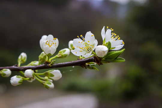 李子花