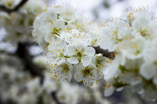 李子花