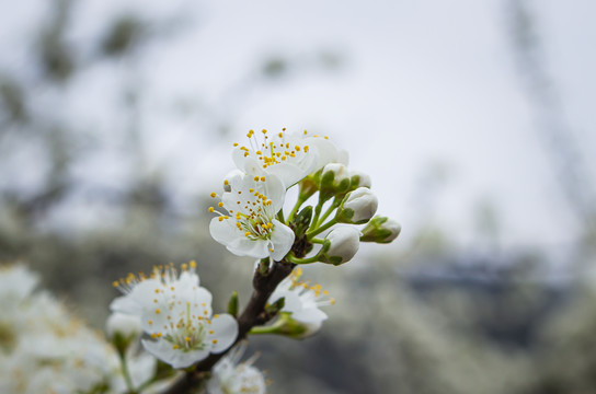 李子花