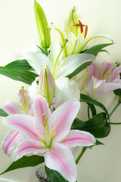 百合