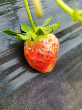 草莓采摘地