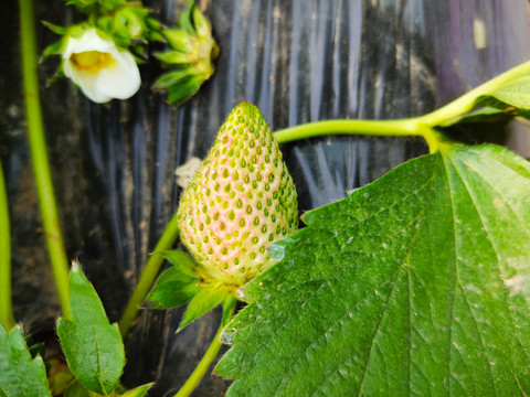 草莓种植