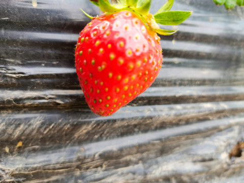 草莓种植地