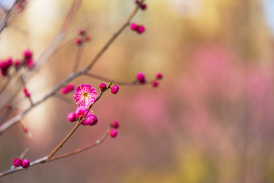 梅花