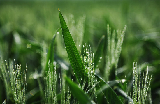 雨露滋润禾苗壮