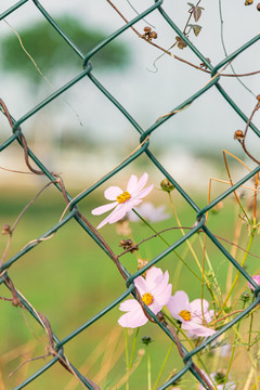 网中花