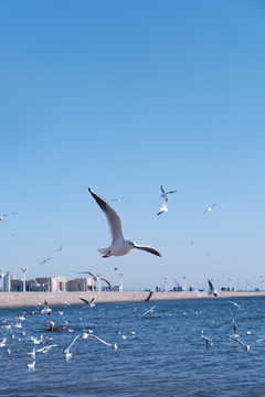 青岛海鸥