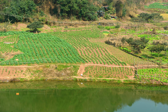 成都龙泉山飞龙湖畔农家菜地