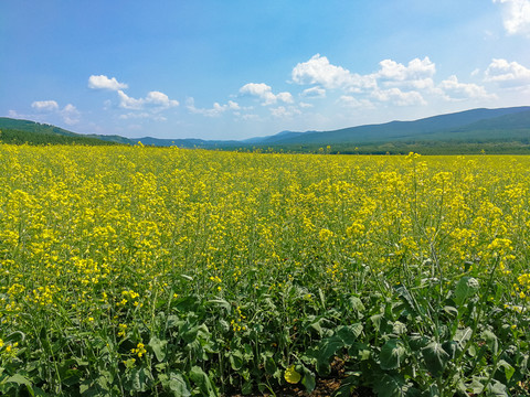 油菜田油菜花