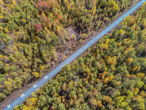 无人机航拍秋季森林道路