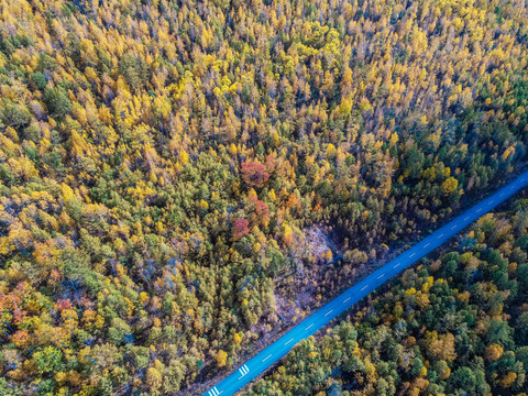 无人机航拍秋季森林公路