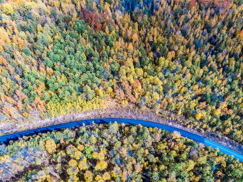 无人机航拍秋季多彩森林公路