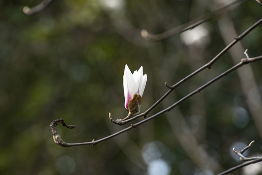 立春玉兰花