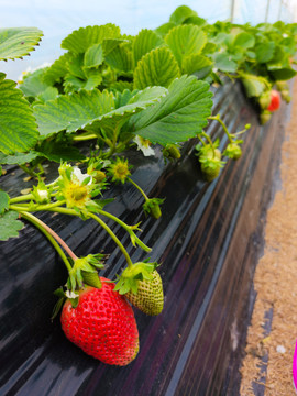 草莓温室