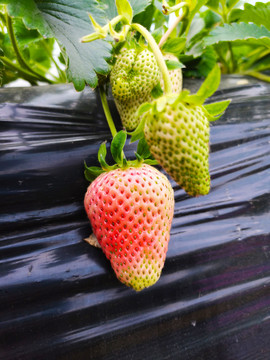 草莓栽培
