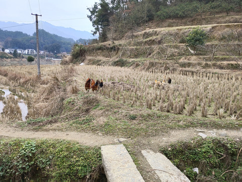 土鸡