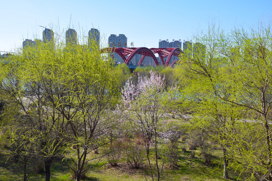 春季彩虹桥