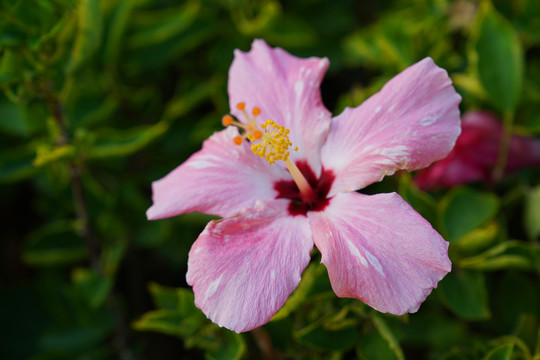 朱槿花