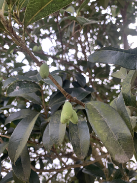 桂花树