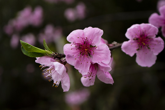 粉色桃花