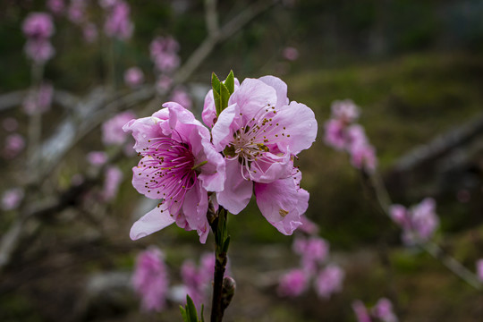 粉色桃花