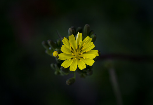 野芥菜黄鹤菜