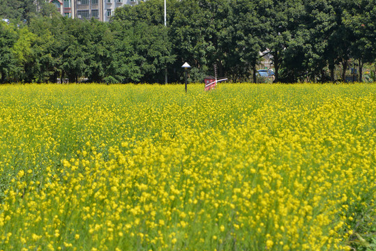 油菜田