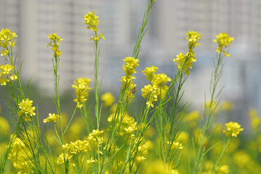 油菜花