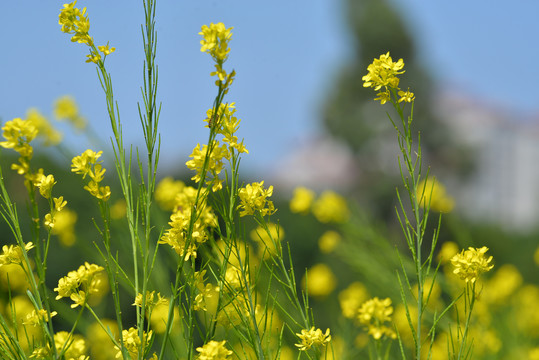 油菜花