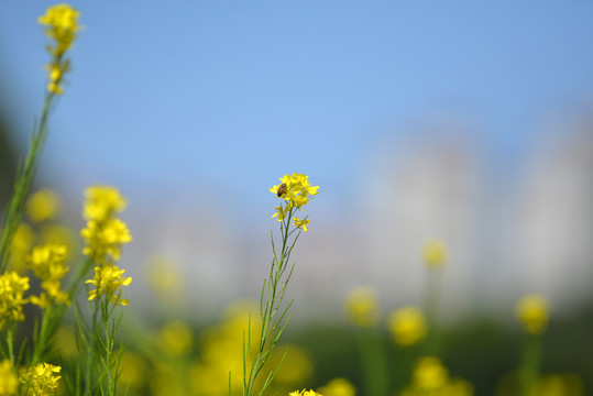 油菜花