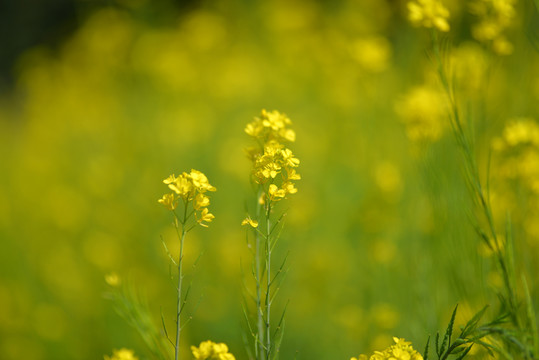 油菜花