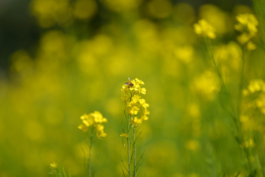 油菜花