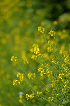 油菜花