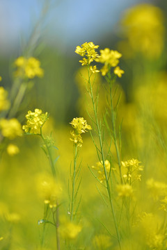 油菜花