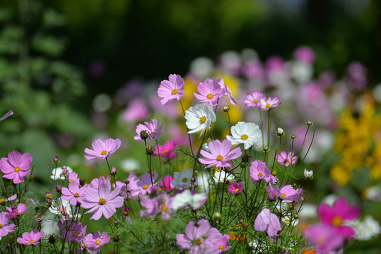 格桑花