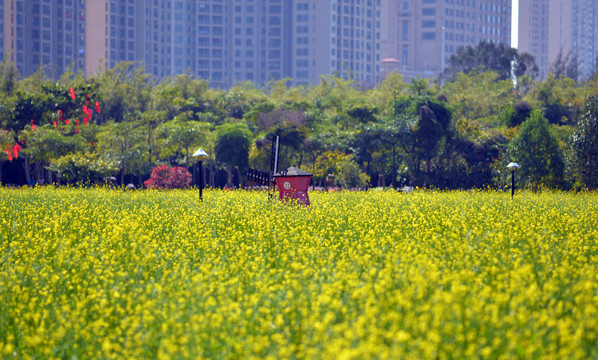 油菜花