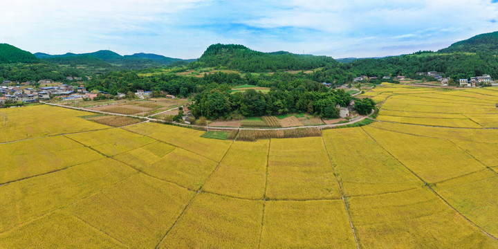 瞿河新华稻田