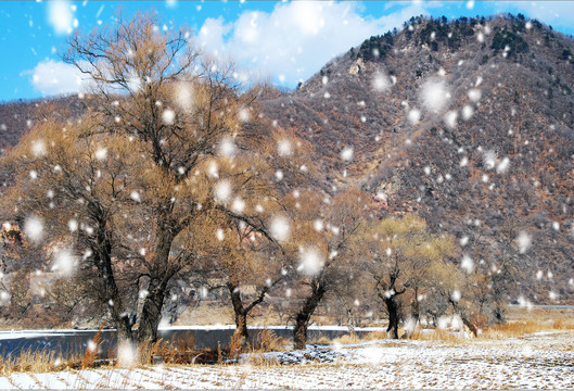 太阳雪