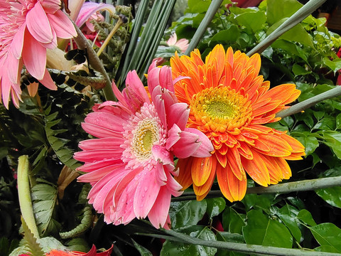 格桑花