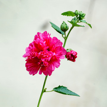 蜀葵花朵