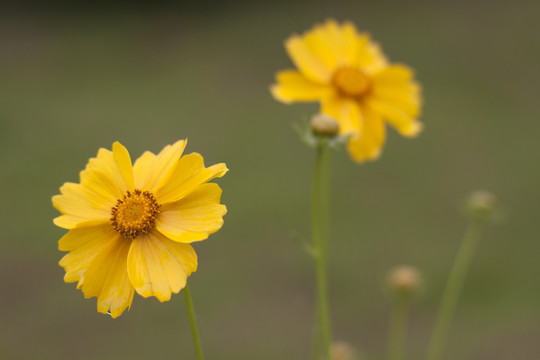 金鸡菊