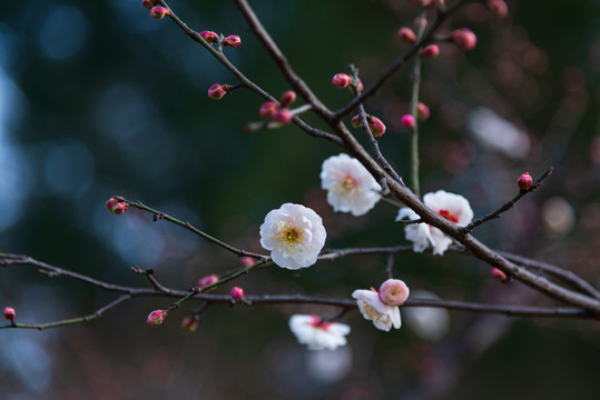 武汉东湖梅园的梅花