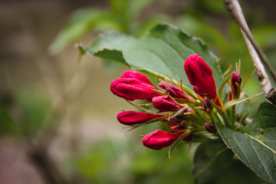 红王子锦带花